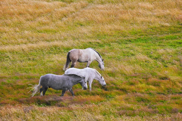 Três cavalos brancos e cinzentos — Fotografia de Stock