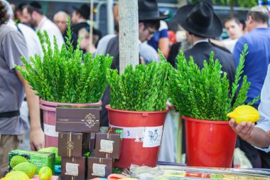 Sukkot tatil için bitkilerin dalları