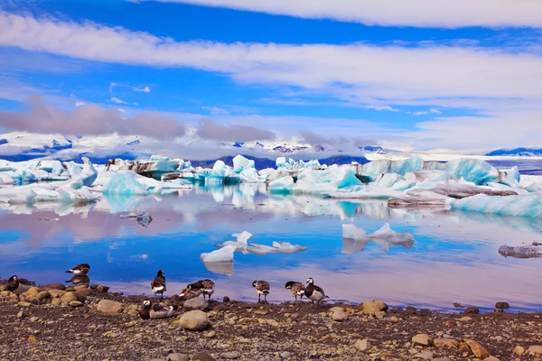 Uccelli polari nella laguna oceanica — Foto Stock