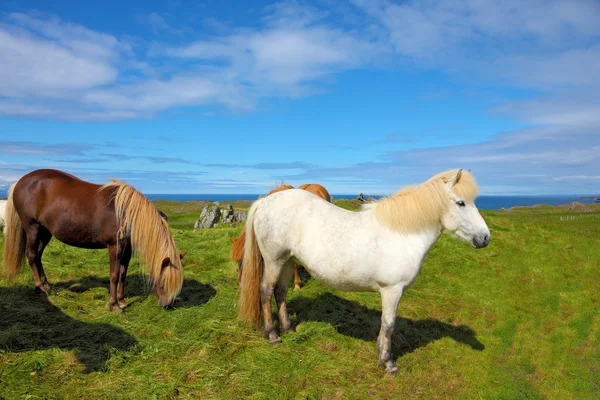 Besättning med hästar på Island — Stockfoto