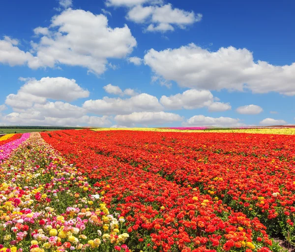 Blühendes Feld mit Ranunkeln — Stockfoto