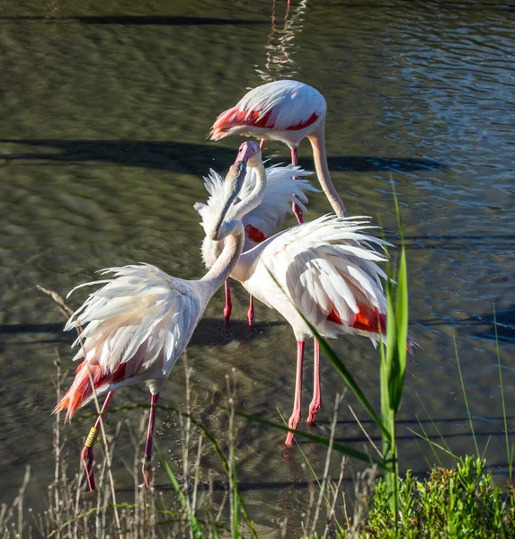 Flamingos rosa pássaros — Fotografia de Stock