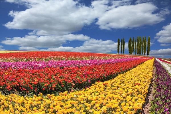 Jardín floreciente buttercups —  Fotos de Stock