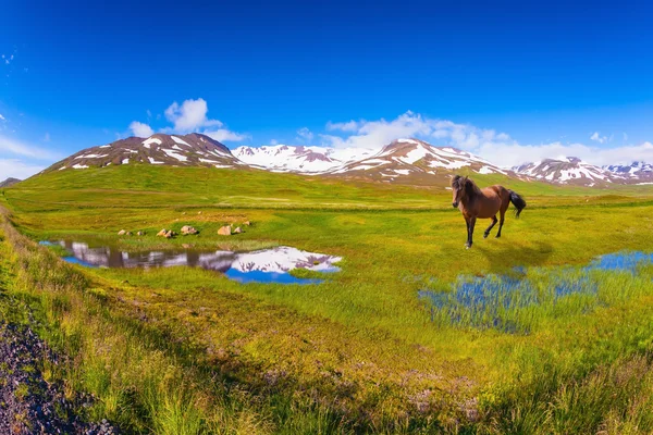 Paardenweiden in het weiland — Stockfoto