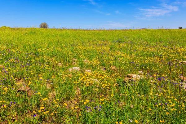Wiosennych kwiatów i trawa zielona — Zdjęcie stockowe
