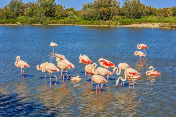 Kudde van roze flamingo 's — Stockfoto