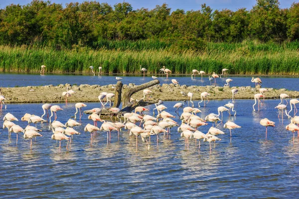 Flock rosa flamingos. — Stockfoto