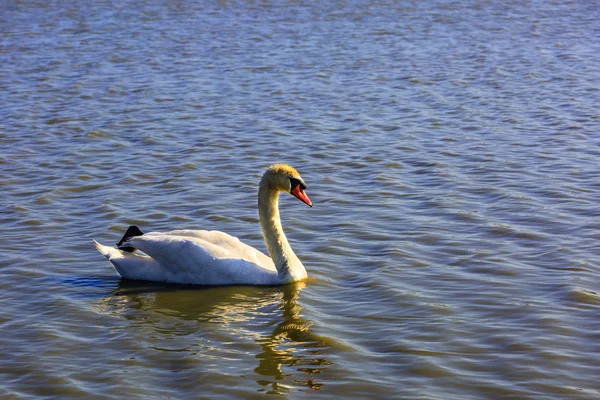 Weißer Schwan im Delta der Rhone — Stockfoto