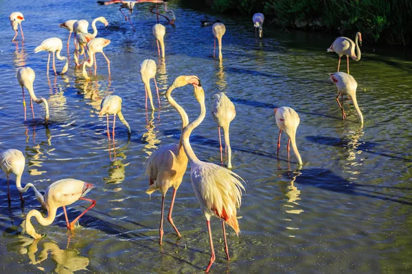 Flock rosa flamingos. — Stockfoto