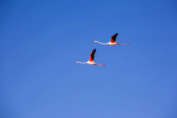 在飞行中粉红色的火烈鸟 — 图库照片