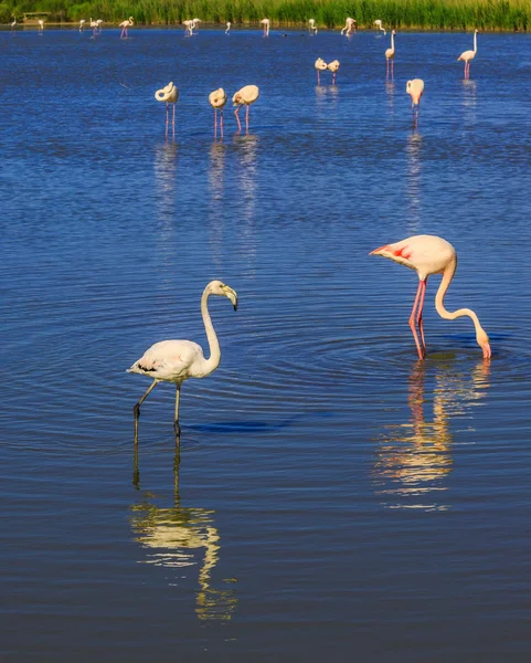 Kudde van roze flamingo 's — Stockfoto