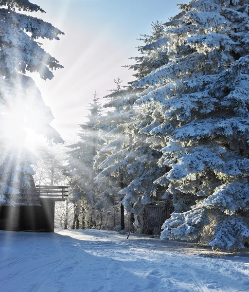 Ráno v lese Sněžná — Stock fotografie