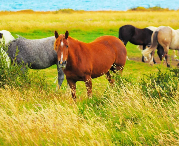 Grijze, rode en zwarte paarden — Stockfoto