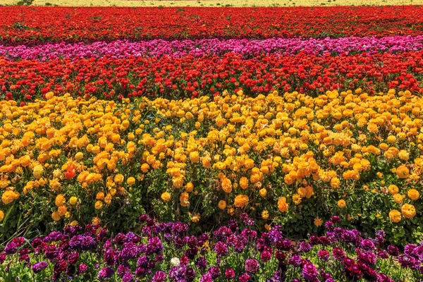 キンポウゲの花の咲く庭 — ストック写真