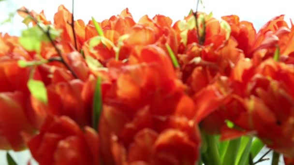 Bellissimo bouquet di tulipani arancioni. Sfocatura e messa a fuoco video . — Video Stock