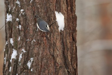 Göğüsleri, askerlerim, titmice teşkil baştankaragiller, küçük ötücü kuşların büyük bir aile