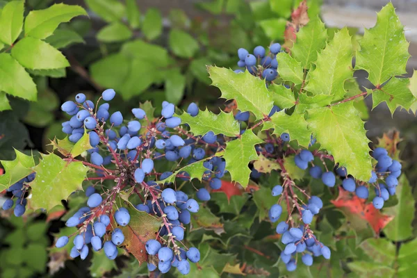 Mahonia aquifolium planta de la familia Berberidaceae . — Foto de Stock