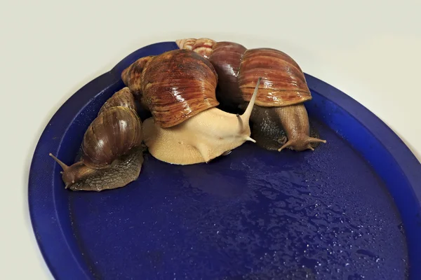 Caracol de uva grande na bandeja azul . — Fotografia de Stock