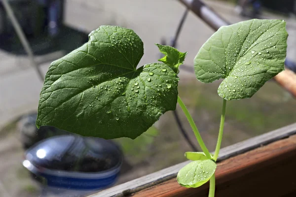 Pepinos de plántulas. Crecimiento de brotes en casa . — Foto de Stock