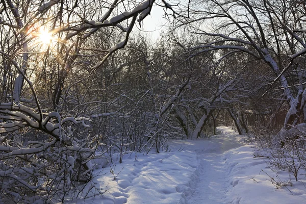 Cesta v sněhové závěje mezi stromy. — Stock fotografie