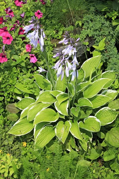 Hosta comumente conhecido como hostas, lírios de banana — Fotografia de Stock