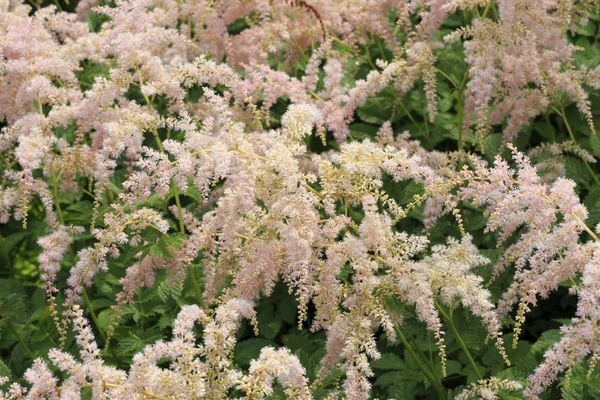 Astilbe w rodzina Skalnicowate — Zdjęcie stockowe