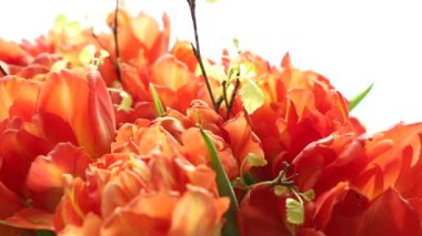 Turuncu Lale güzel buket. Video görüntü ve odak.