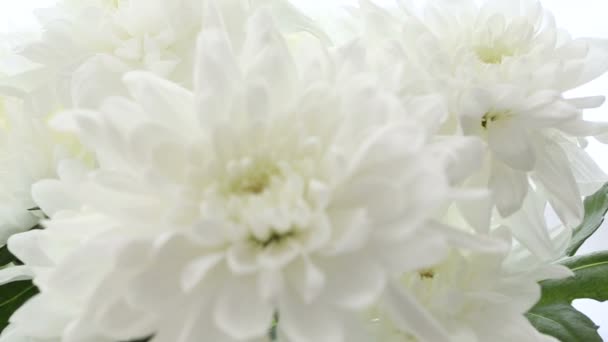 Beau bouquet de chrysanthèmes blancs sur fond blanc. La vidéo est floue et floue . — Video