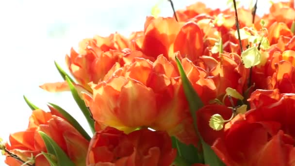 Schöner Strauß orangefarbener Tulpen, die sich schnell drehen. — Stockvideo