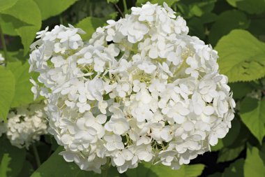 Ortanca arborescens veya sevenbark