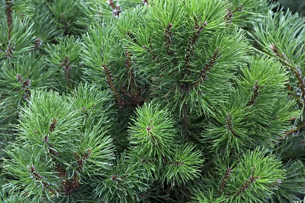 Cedrus é um género botânico pertencente à família Cedar. — Fotografia de Stock
