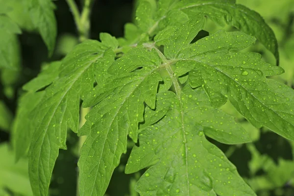 Fidan domates. Büyüyen evde lahanası.