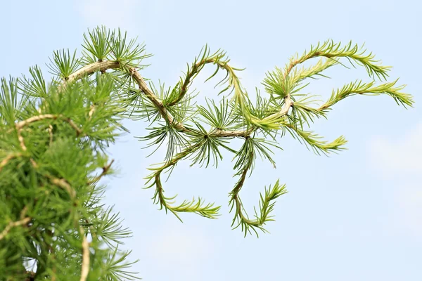 Larches são coníferas do gênero Larix — Fotografia de Stock