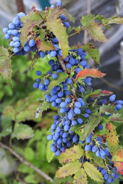 Mahonia aquifolium bitki ailesindeki Berberidaceae.
