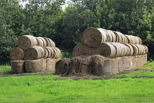 Altay Kray yeşil çim üzerinde güzel haystacks — Stok fotoğraf