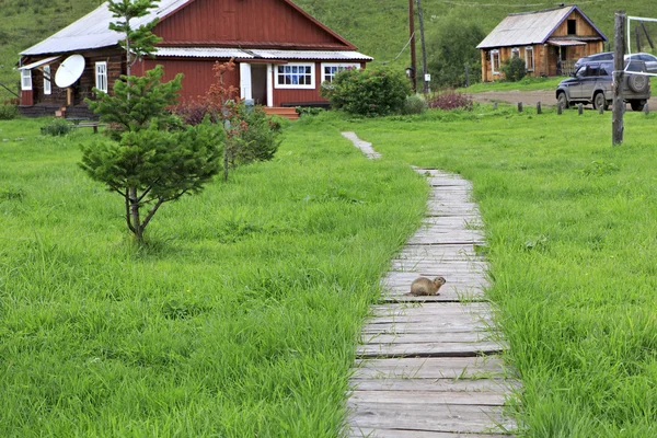 Gopher op de houten loopbrug. Gezondheid complexe Cheremshanka. — Stockfoto