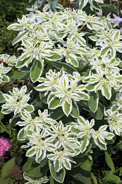 Euphorbia marginata ou spurge branco — Fotografia de Stock