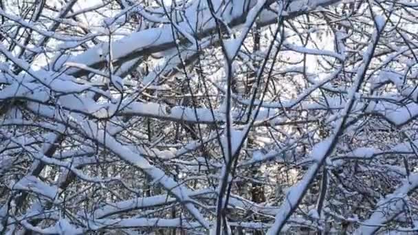 Sonnenstrahlen bahnen sich ihren Weg durch die schönen schneebedeckten Äste im Winterpark. vertikales Panorama — Stockvideo
