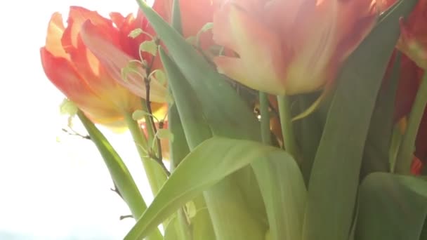 Hermoso ramo de tulipanes naranjas a la luz del sol gira . — Vídeos de Stock