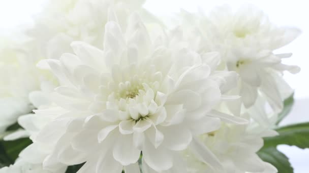 Beau bouquet de chrysanthèmes blancs sur fond blanc. La taille du cadre varie . — Video