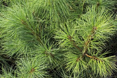 Pines kozalaklı ağaçlar vardır