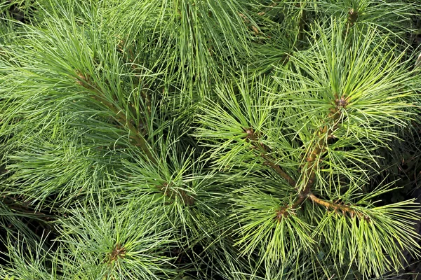 Pines kozalaklı ağaçlar vardır — Stok fotoğraf