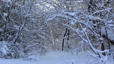 Güzel kar kış parkta ağaç dalları kaplı. Dikey Panoraması