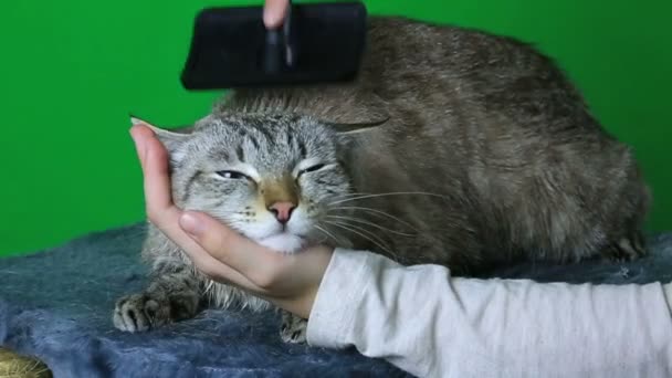 Расчесывание волос кота после мытья . — стоковое видео