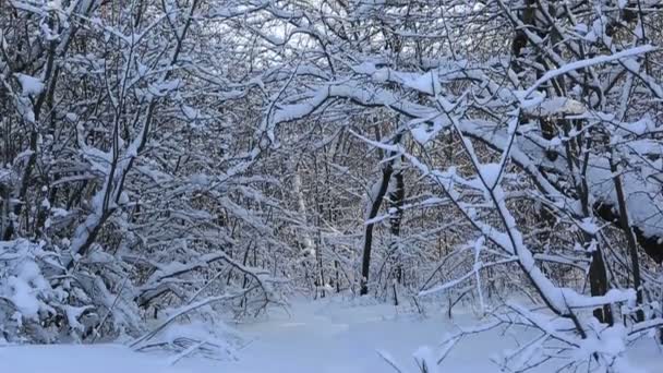 В зимнем парке заснеженные ветки деревьев. Вертикальная панорама — стоковое видео