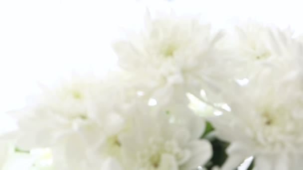 Schöner Strauß weißer Chrysanthemen auf weißem Hintergrund. Video ist unscharf und unscharf. — Stockvideo