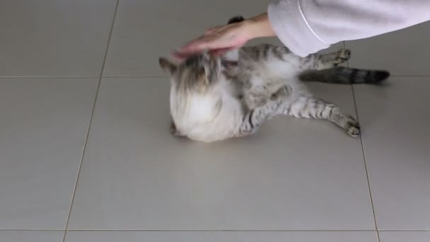 Женская рука - это веселая игра с красивой тайской кошкой . — стоковое видео