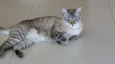Yerde yatarken Tay imposingly güzel kedi.