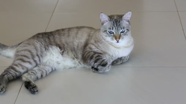 Thai imposingly beautiful cat lying on floor. — Stock Video