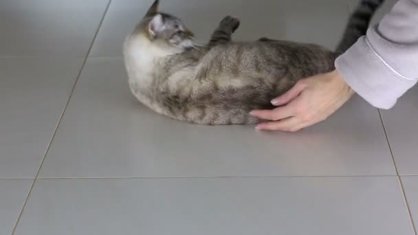 Weibliche Hand ist lustiges Spiel mit schöner thailändischer Katze. — Stockvideo